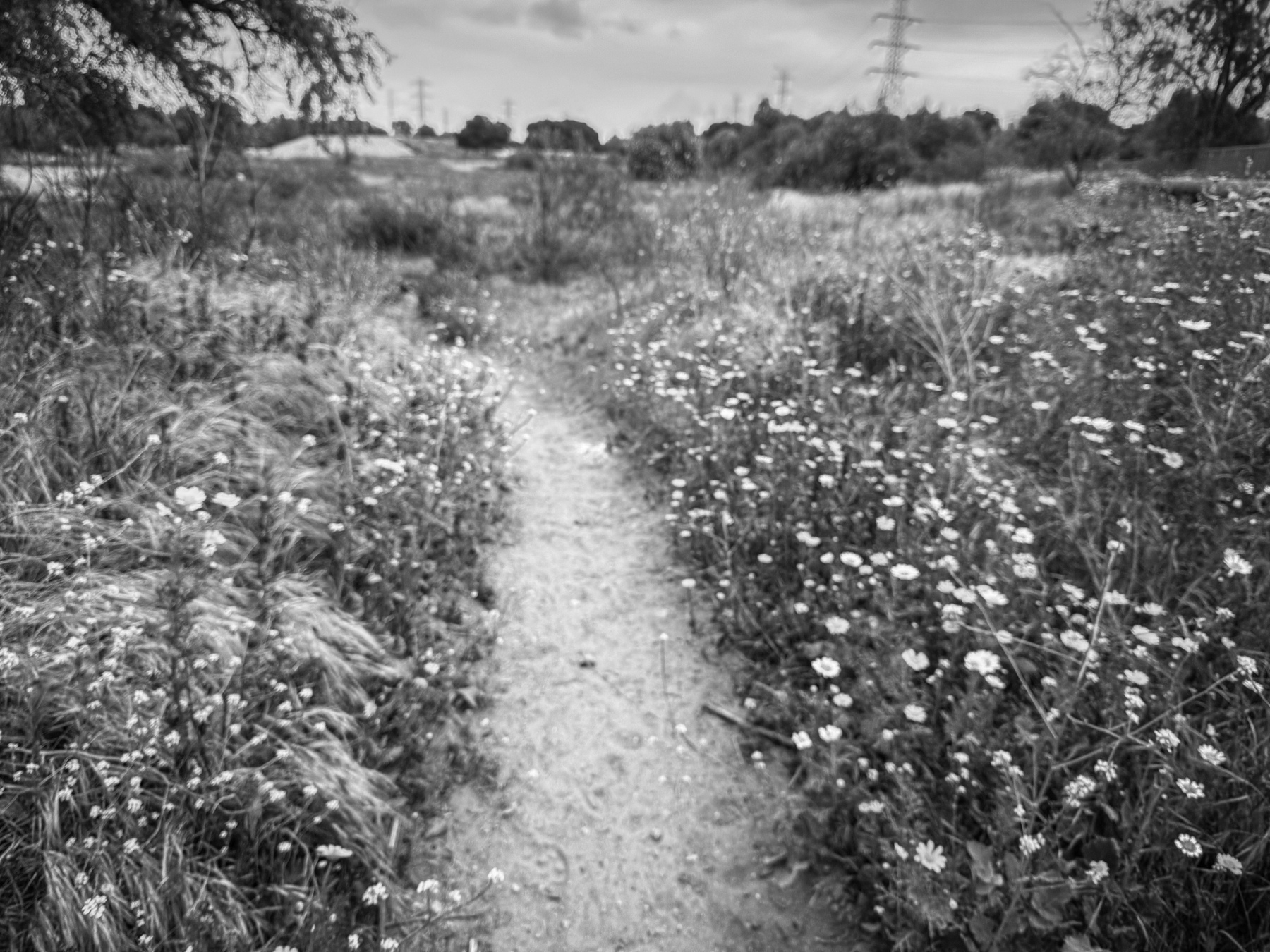 A narrow dirt path winds through a field of wildflowers, flanked by trees and distant power lines under a cloudy sky.
