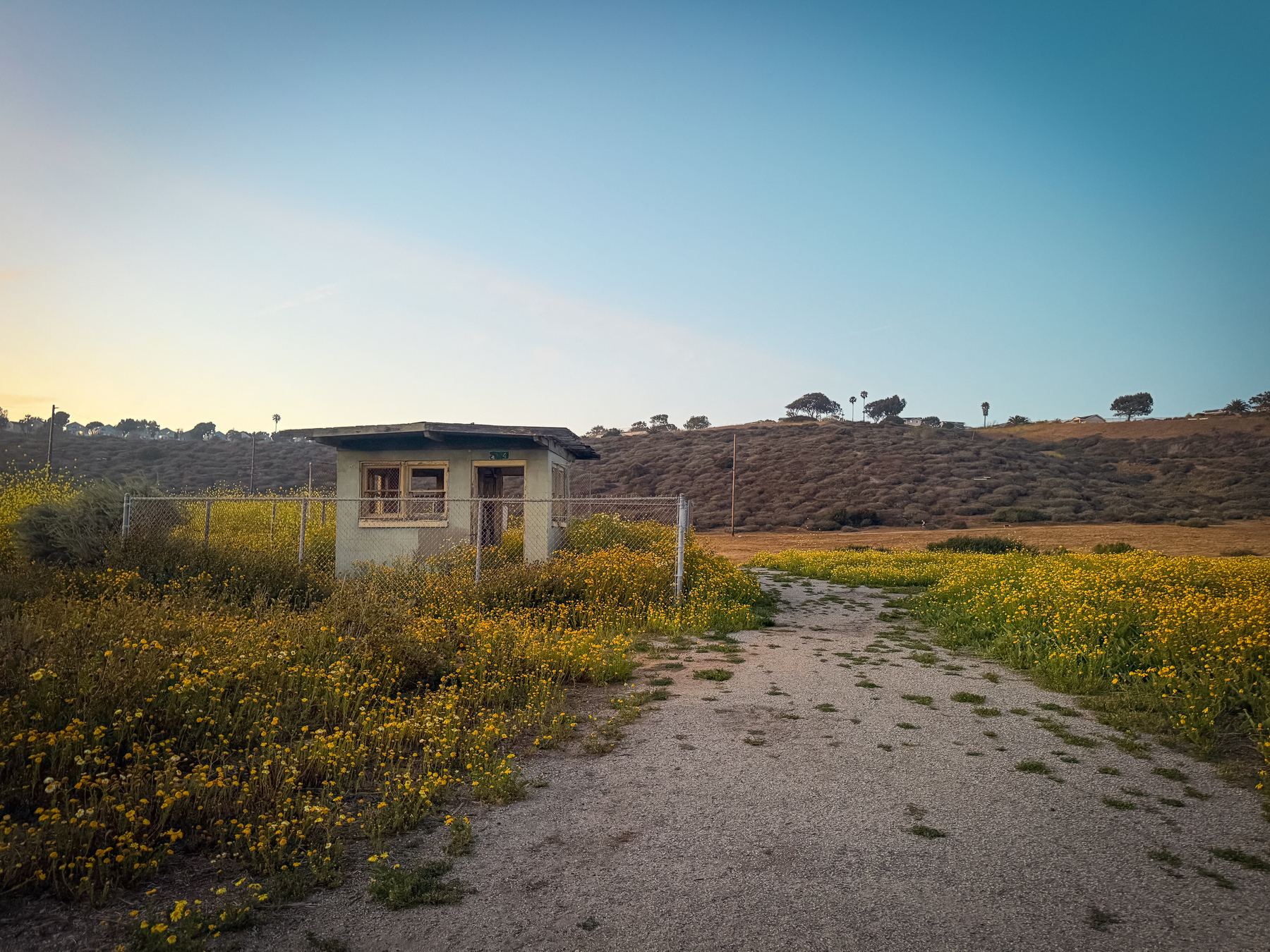 A small building stands amidst a field of yellow wildflowers with rolling hills and sparse trees in the background.