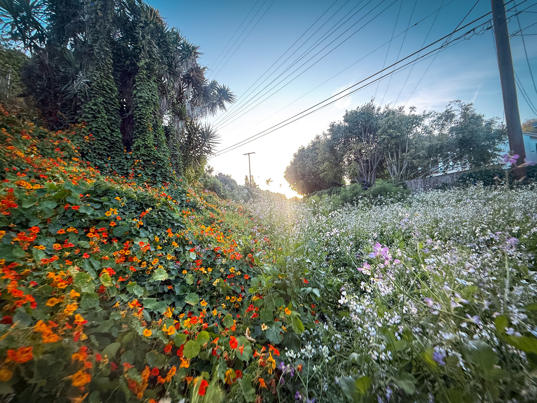 A lush landscape features vibrant orange and white flowers, dense greenery, and trees under a clear blue sky with power lines in the background.