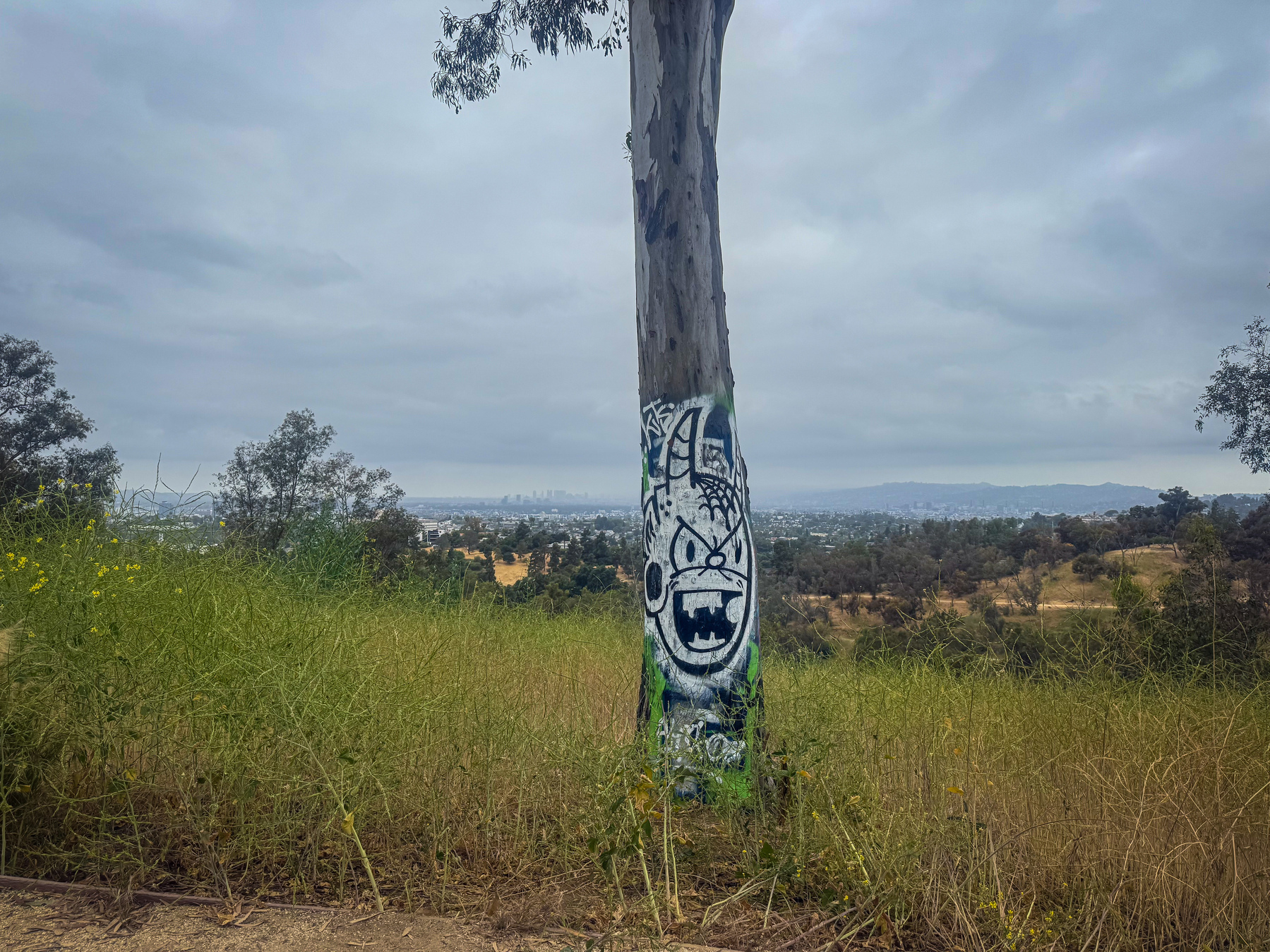 A tree with graffiti art stands in the foreground against a backdrop of a grassy hillside and a cityscape in the distance under a cloudy sky.
